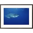 A great white shark swims through the waters off Guadalupe Island Subject Framed Art Poster Print by Brian J. Skerry, 29x21