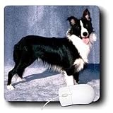 Dogs Border Collie - Border Collie - Mouse Pads