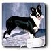 Dogs Border Collie - Border Collie - Mouse Pads