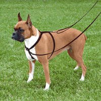 Coastal Control Ease Training Dog Harness - Medium