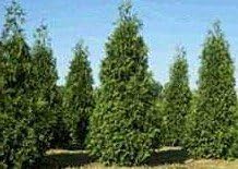 10 Thuja Green Giant Arborvitae 8-12 tall trees by Thuja