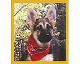 German Shepherd Pup w/Bandana
