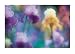 Bearded Irises Art Poster Print by Eddie Soloway, 28x20