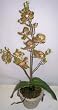 18" Potted Phaleonopsis Orchid