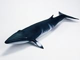 Minke Whale