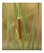 Still Rushes Scenic Photographic Poster Print by Wild Inspirations, 16x20