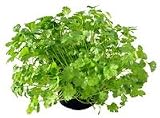 from Haddons CORIANDER - Slobolt - 100 seeds