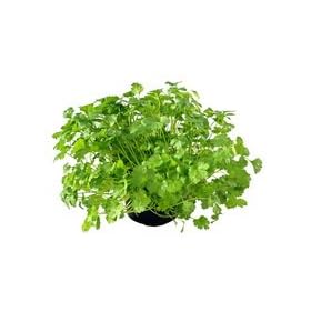 CORIANDER - Slobolt - 100 seeds