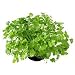 CORIANDER - Slobolt - 100 seeds