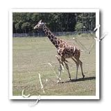 Giraffe - 10x10 Iron On Heat Transfer For White Material