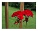 Beautiful red geraniums in East Tennessee Emerging Artists Photographic Poster Print by Dot Beverage, 10x8