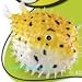 Mini Squirting Porcupine Fish