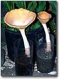 The King Tuber Mushroom Garden - Indoor / Outdoor Mushroom Growing Kit - Grow Your Own Edible Mushrooms & Fungi. Easy & Fun Mush Room Growing Kit - Grow Mushrooms for Cooking Ingredients. Great Gift Idea for a Cook.