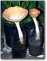 The King Tuber Mushroom Garden- Indoor Mushroom Growing Kit - Grow Edible Mushrooms & Fungi. Easy & Fun Mush Room Grow Kit