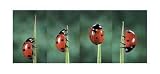 Ladybug Art Print Poster By Unknown, 16.5 
