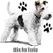 Wire Fox Terrier Womens Scoop Neck T-Shirt