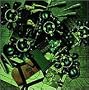 Ghost in the Shell: Stand Alone Complex