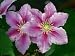 Clematis Piilu - 2 litre pot