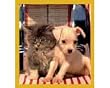 Magnetic Bookmark Let's Rock 'N Roll (Kitten & Puppy)