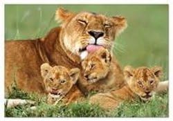 Lioness With Cubs 500 Piece Puzzle [Toy]
