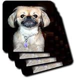 Dogs Pekingese - Pekingese - Coasters