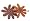 Brown/Beige