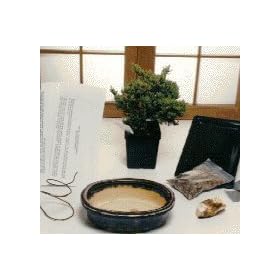 Bonsai Boy's Starter Kit - Juniper Procumbens Make Your Own Bonsai Tree