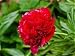 Paeonia Lactiflora Karl Rosenfield or Peony Perennial
