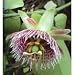 Sweet Granadilla Passion Flower 15 Seeds