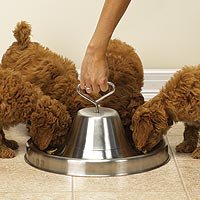 ProSelect Puppy Feeding Saucer with Handle
