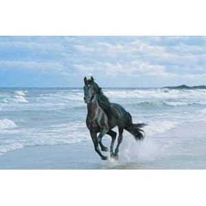 Horse And Ocean