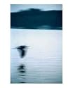Abstraction of Flight Emerging Artists Photographic Poster Print by Michael Tod Meyer, 16x20