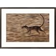An adult meerkat runs through the Kalahari Desert Subject Framed Art Poster Print by Mattias Klum, 29x21