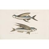 Mediterranean and Oceanic Flying Fish (Print On Demand)