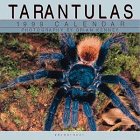 Cal 99 Tarantulas