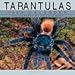 Cal 99 Tarantulas