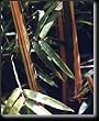 Bamboo Alphonse Karr Five Gallon