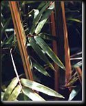 Bamboo Alphonse Karr Five Gallon