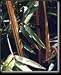 Bamboo Alphonse Karr Five Gallon