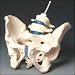 Male Pelvis Model