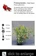 Utah Sweet Fruiting Pomegranate Tree Five Gallon Plant