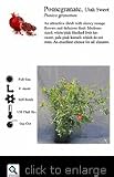 Utah Sweet Fruiting Pomegranate Tree Five Gallon Plant