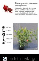 Utah Sweet Fruiting Pomegranate Tree Five Gallon Plant