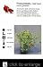 Utah Sweet Fruiting Pomegranate Tree Five Gallon Plant