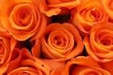 Wholesale Roses, Orange Color, 250 Flowers, 16 Inch Stems