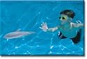 Dive and Glide Dolphin By Mindwalk