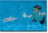 Dive and Glide Dolphin By Mindwalk