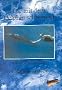 Die mit dem Delphin schwimmt
