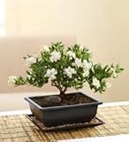 Flowers by 1800Flowers - Gardenia Bonsai for Sympathy