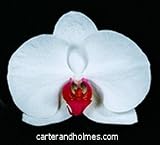 Dtps Martha Dolge 'Newberry' (Photo) x Dtps (Pink Flamingo x Achy Breaky Heart)